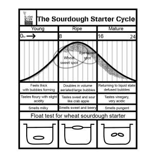 The Sourdough Starter Cycle